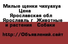 Милые щенки чихуахуа  › Цена ­ 10 000 - Ярославская обл., Ярославль г. Животные и растения » Собаки   